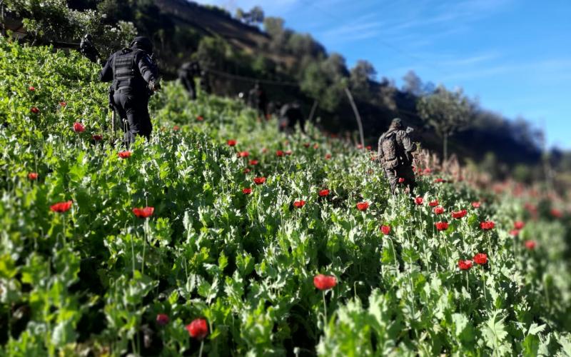Erradicación de plantaciones de ilícitos en San Marcos