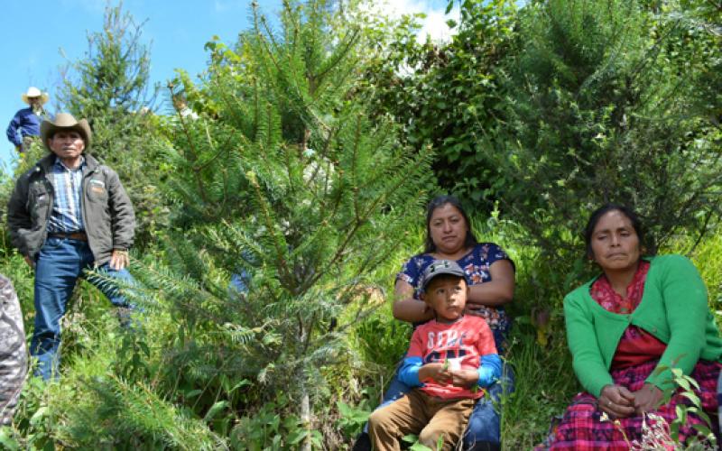 Fotografía de beneficiarios de incentivos forestales 