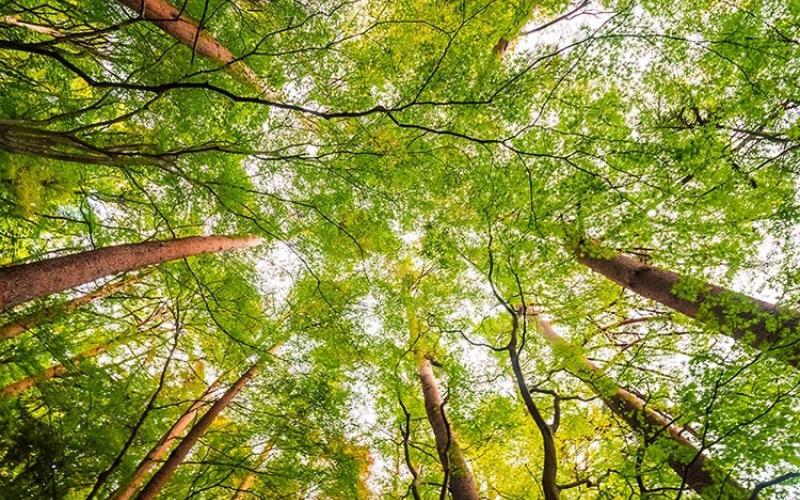 Entrega de incentivos forestales