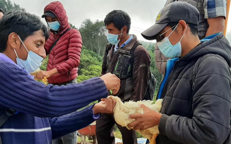 Vacunación de aves