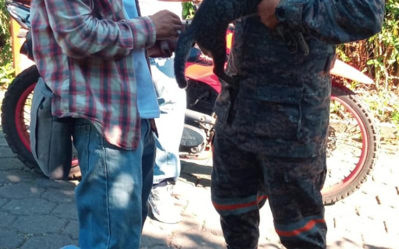 Ejército de Guatemala apoya vacunación antirrábica en Suchitepéquez