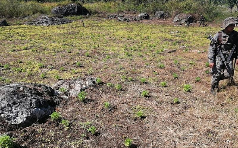 Ejército de Guatemala localizó plantación con ilícitos en Petén