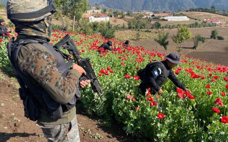 Ejército de Guatemala apoyó la erradicación de plantaciones de ilícitos de la especie amapola