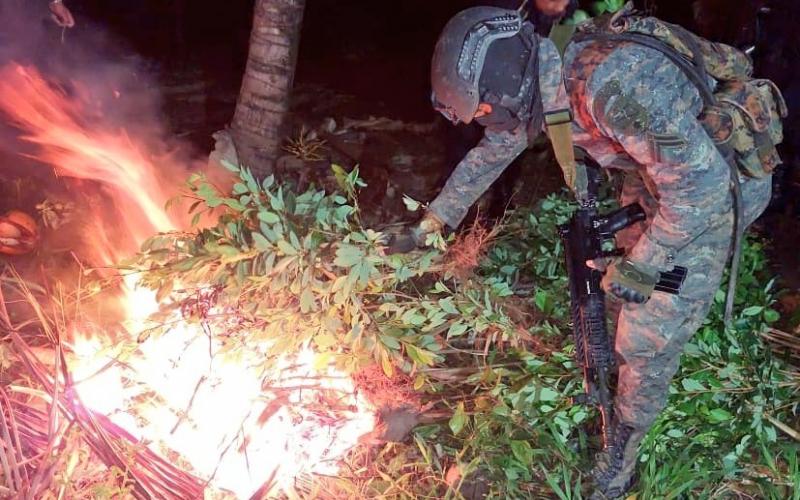 Ejército de Guatemala erradicó más de 16 mil arbustos de coca en San Luís Petén