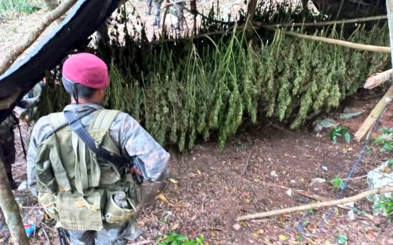 Ejército de Guatemala localizó y erradicó 40 mil matas de marihuana en Melchor de Mencos, Petén