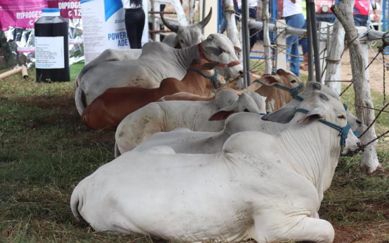 Petén intensifica acciones para mejorar genética bovina y el comercio