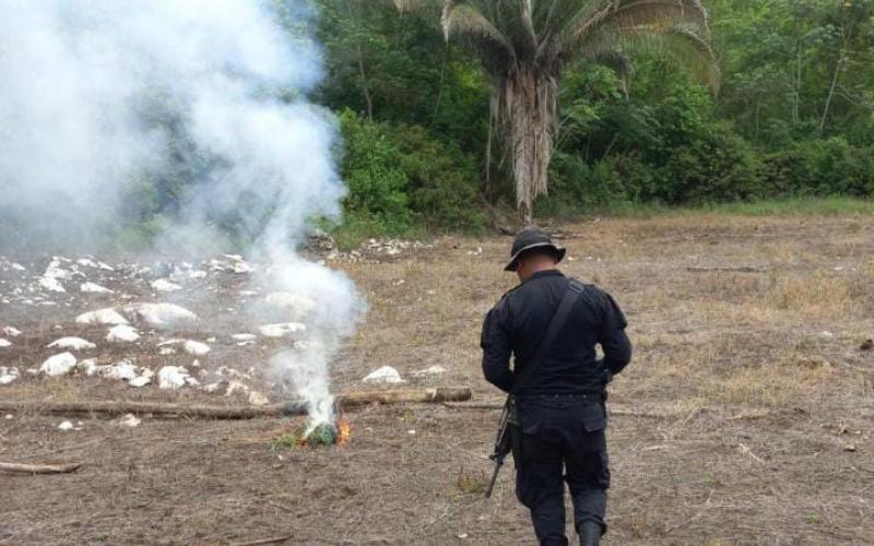 Localizan y erradican más de 79 mil matas de marihuana en Petén 