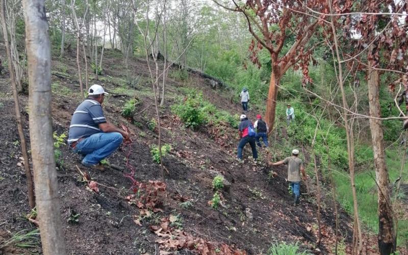 Sansare recibe 600 árboles para recuperar áreas boscosas