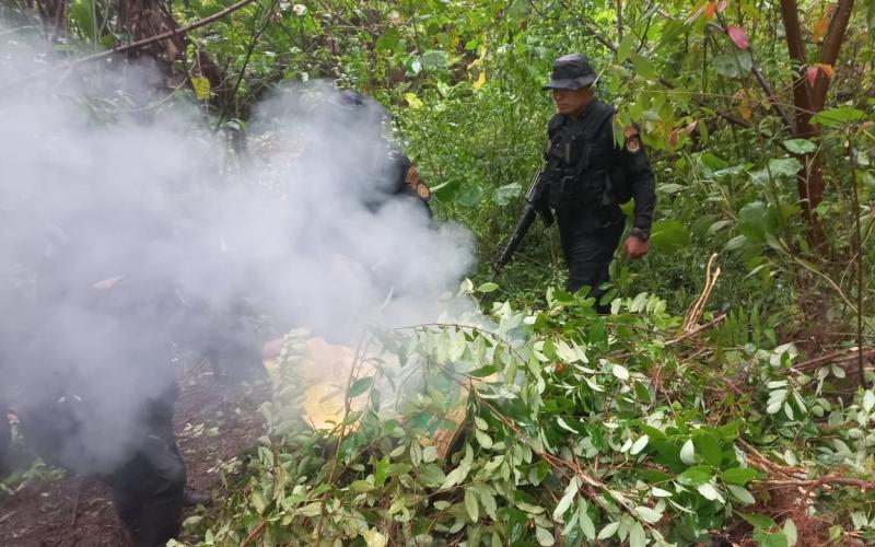 Erradican más de 33 mil arbustos de hoja de coca en Petén
