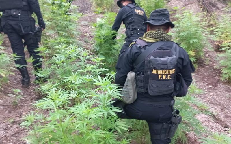 Erradican plantaciones de marihuana en Huehuetenango