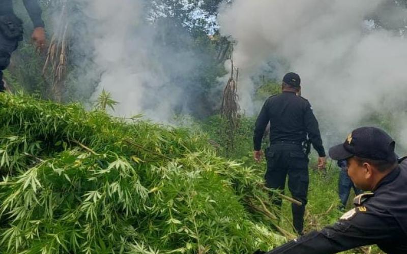 Erradican plantaciones ilícitas valoradas en Q12 millones