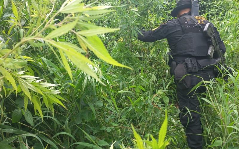 Erradican más de 20 mil matas de marihuana en Totonicapán