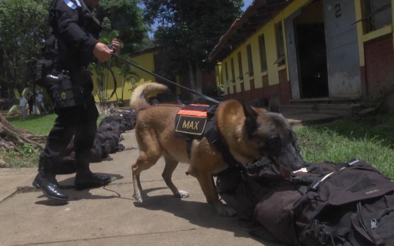 ECEC prepara instructores, guías y canes para detección de ilícitos