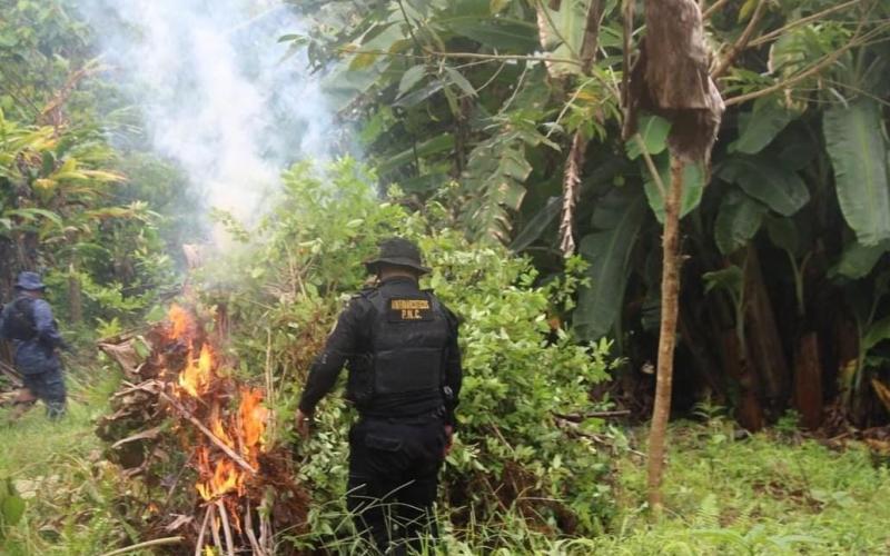 Erradican arbustos de hoja de coca y destruyen narcolaboratorio