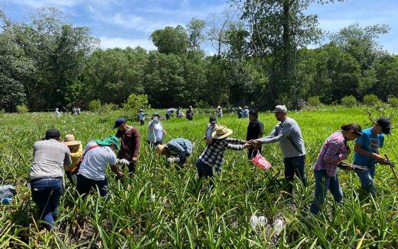 Fortalecen zona manglar de la Barra Madre Vieja en Tiquisate