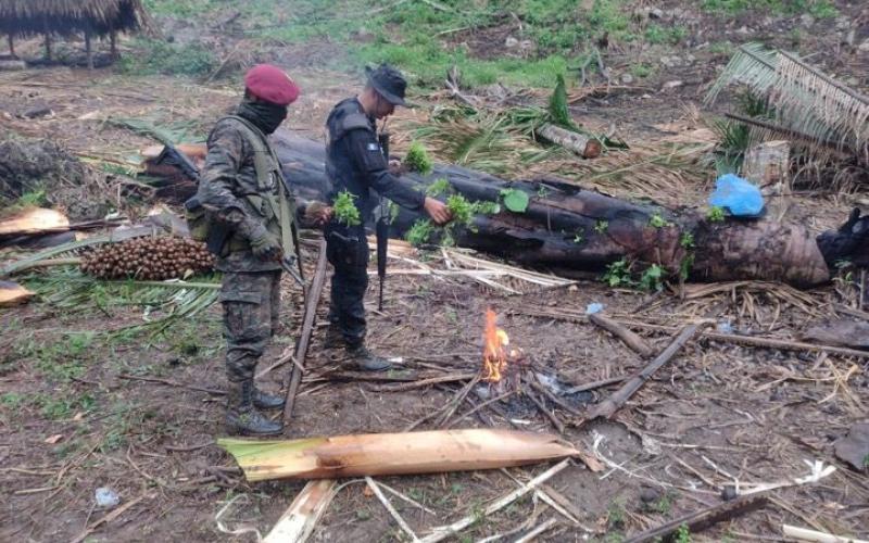 Erradican sembradíos de hoja de coca en Petén