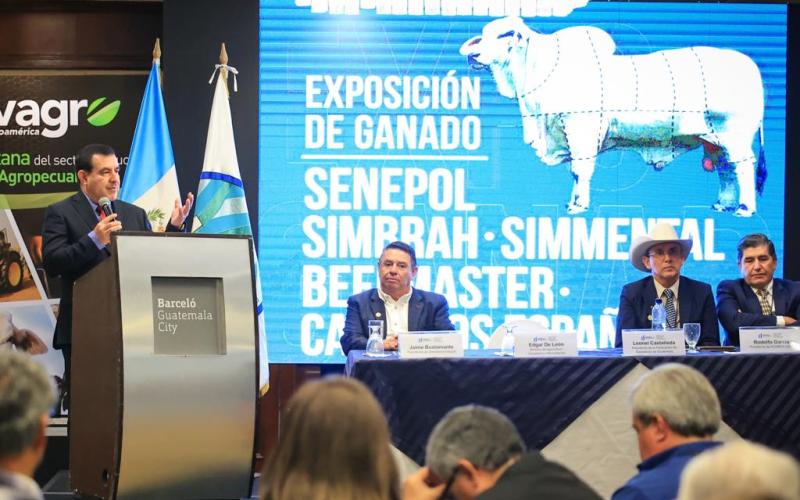 Sector ganadero busca mejorar genética bovina en Guatemala
