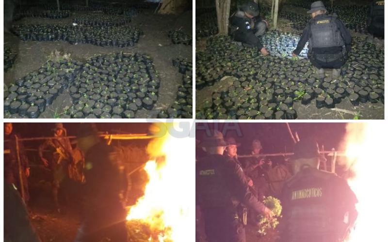 Erradican hojas de coca en fase de crecimiento