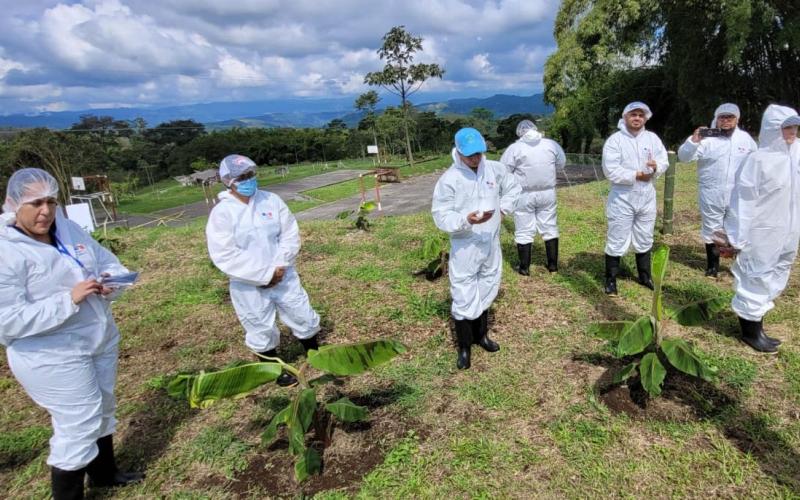 Guatemala fortalece conocimientos para prevenir ingreso del Fusarium