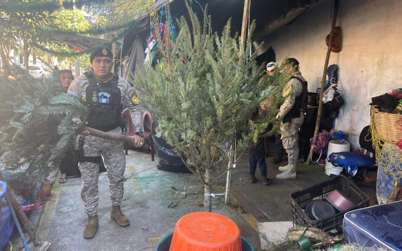 DIPRONA concluye el plan contra el tráfico ilícito del Pinabete y Tillandsias