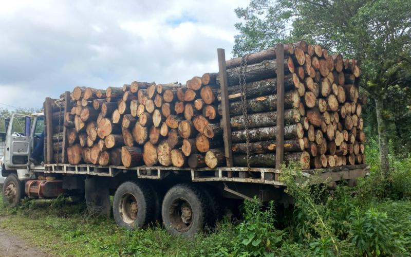 Diprona captura por delitos contra la naturaleza a 832 personas
