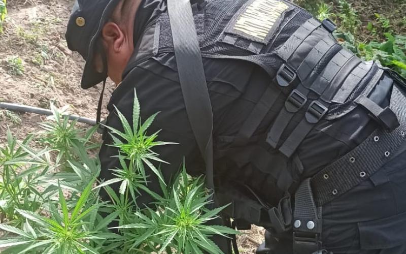 Personal antinarcóticos erradica plantación de Marihuana en Totonicapán