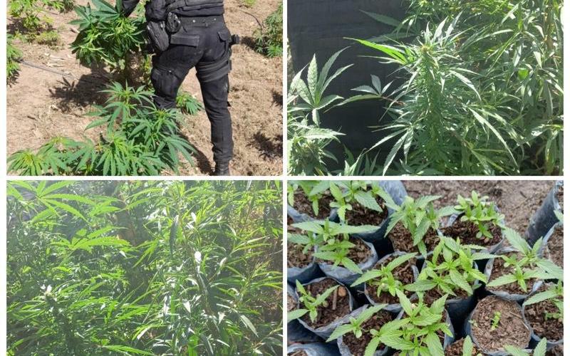 Erradican plantaciones de marihuana en Totonicapán