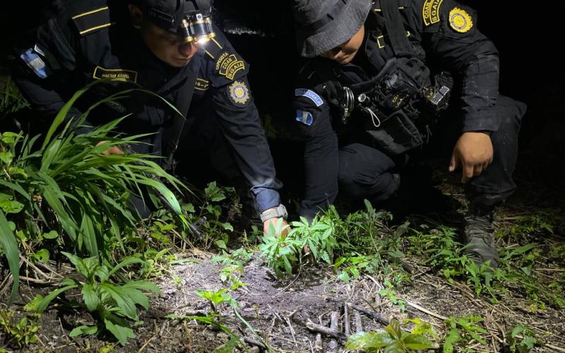 Erradican más de 117 mil matas de marihuana en Petén