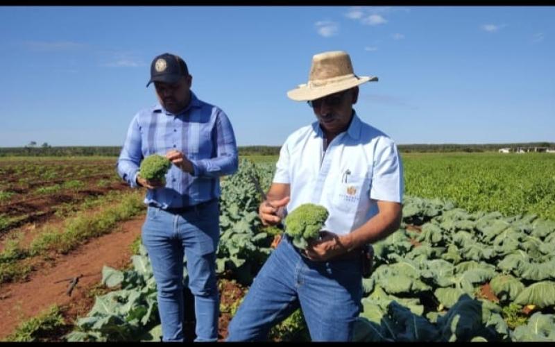 Evalúan incrementar producción de brócoli en Petén