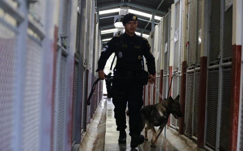 Perros K-9 reciben cuidados especiales en la ECEC