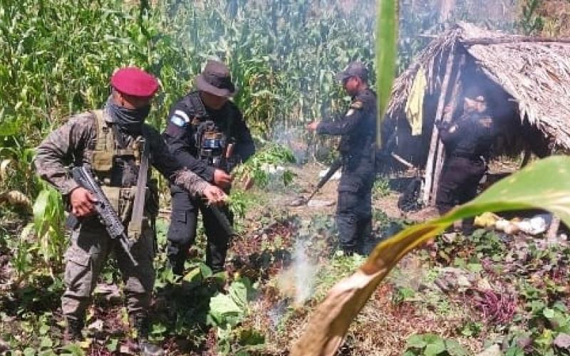 Erradican más de 30 mil matas de marihuana en Petén