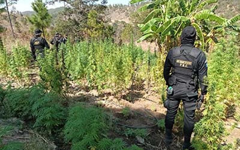 Erradican matas de marihuana valoradas en Q115 millones