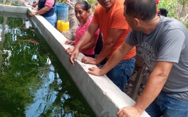 Productores de tilapia en Petén mejorarán su producción