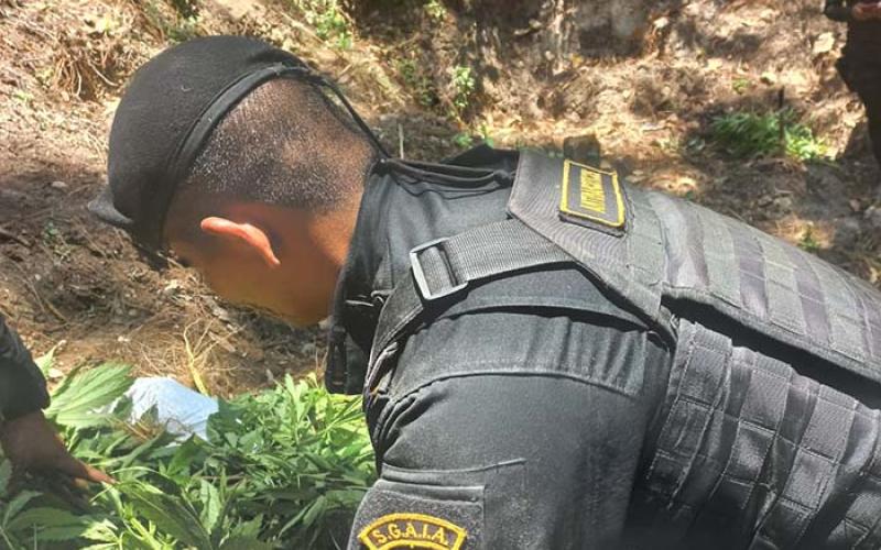 Erradican plantaciones ilícitas en Alta Verapaz y Totonicapán