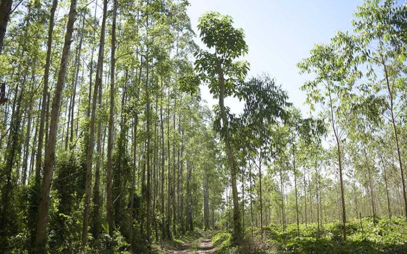 723 mil hectáreas de plantaciones forestales