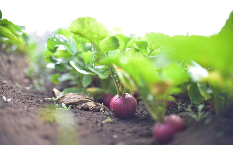 Los efectos del calor en la agricultura