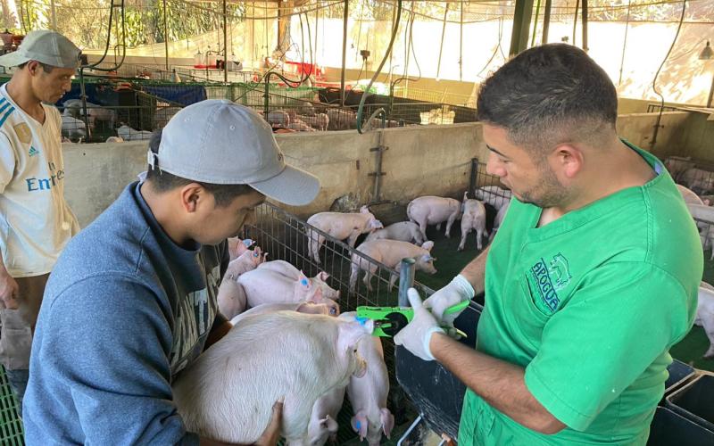 MAGA fortalece los controles sanitarios porcinos