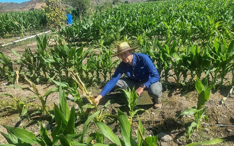 Maíz dulce y plantas ornamentales listas para exportación