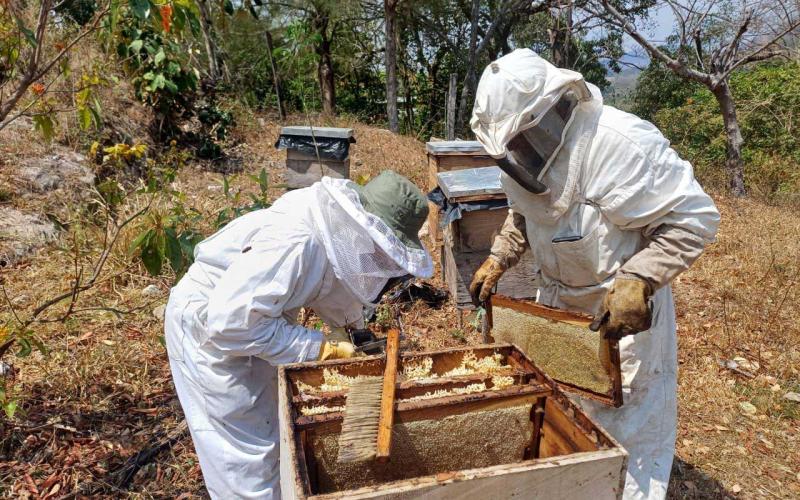 Apicultura crece en Chiquimula