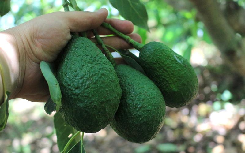 Productores de aguacate Hass resaltan éxito de feria de negocios
