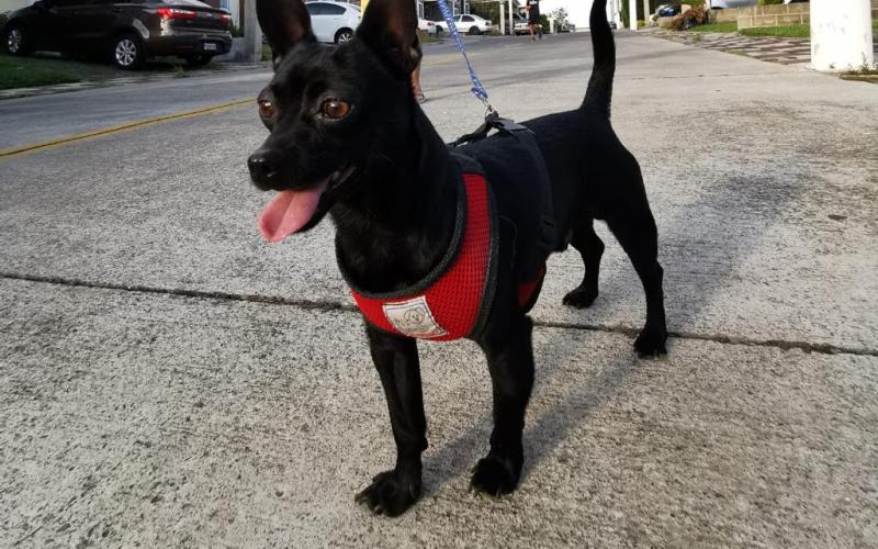 Proteja sus mascotas en la época calurosa