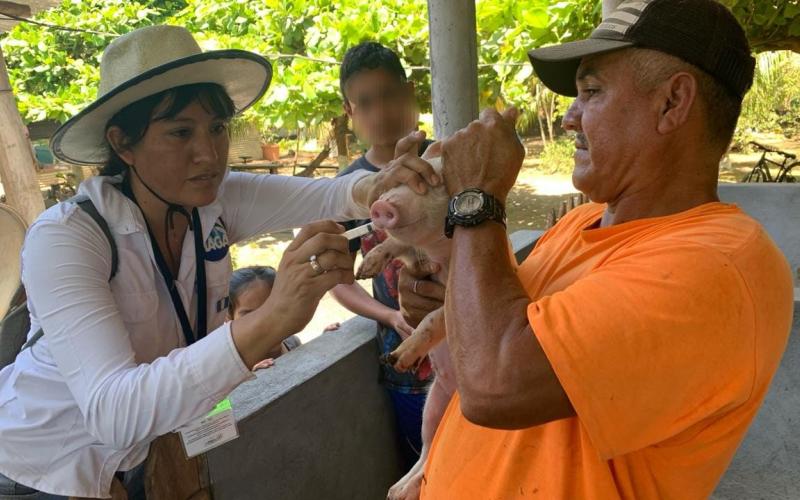 Refuerzan controles epidemiológicos porcinos en Iztapa