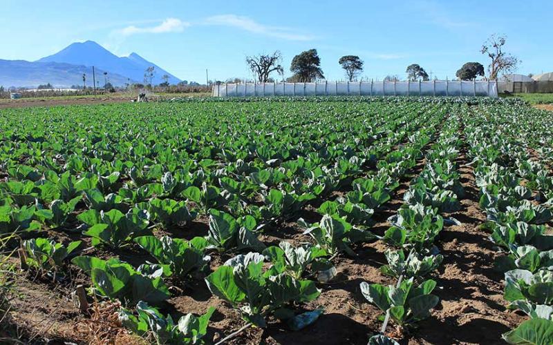 Tome en cuenta las recomendaciones agrícolas ante variables del viento