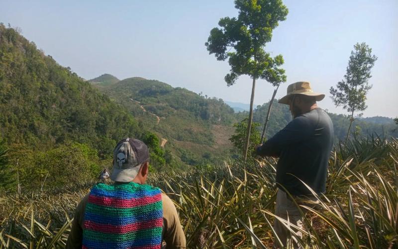 Fortalecen producción de piña en Petén 