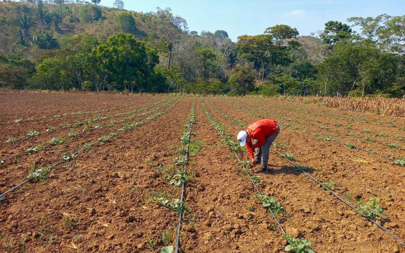 Mejoran producción de melón en Petén 