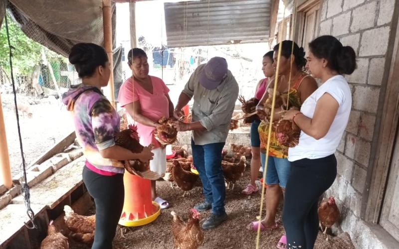 Promueven prácticas avícolas sostenibles y saludables en Petén