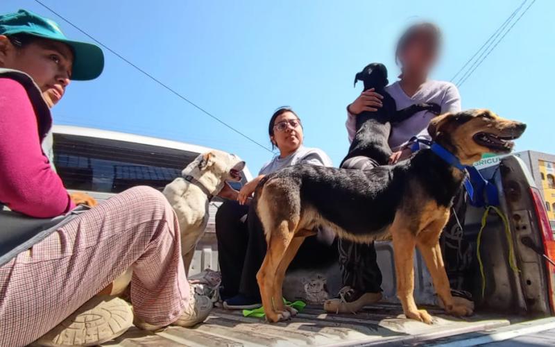 Se brinda apoyo técnico en jornada de esterilización y castración