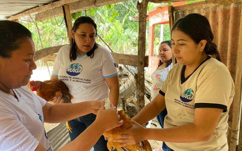 Trabajan en la prevención de enfermedades avícolas en Petén
