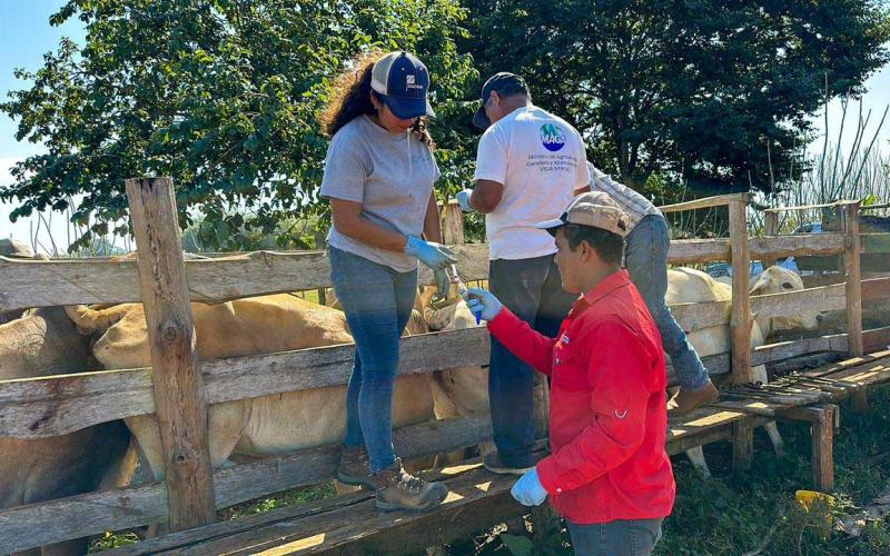 Velan por el bienestar del hato ganadero en Petén