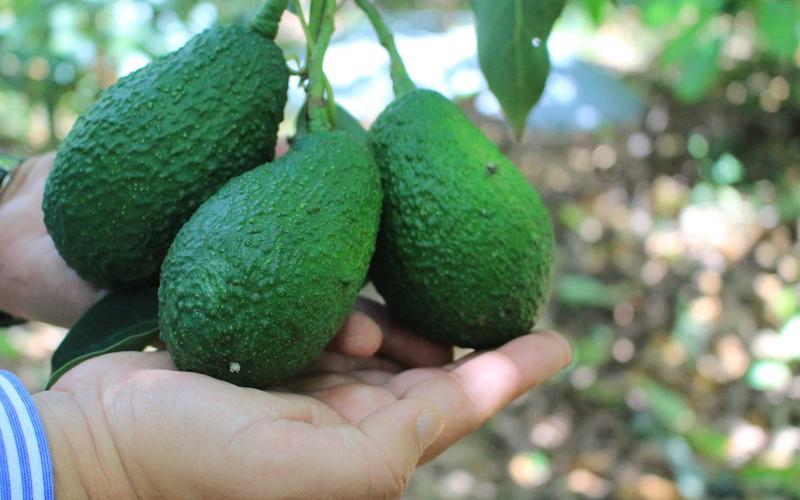 Estados Unidos concluye en mayo análisis del aguacate Hass guatemalteco